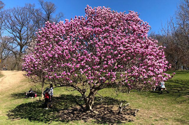 A photo of a magnolia tree in Prospect Park
